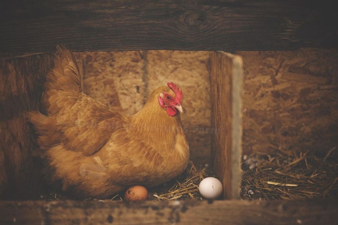 Greenfield Pastures Farm 10