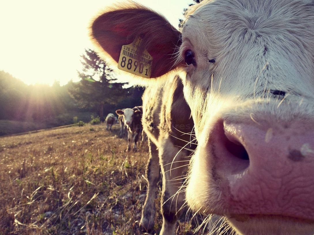 Greenfield Pastures Farm 11