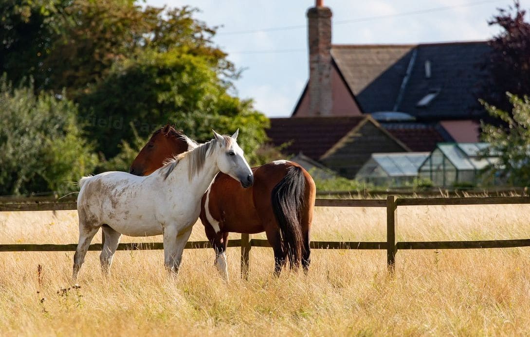 Greenfield Pastures Farm 7